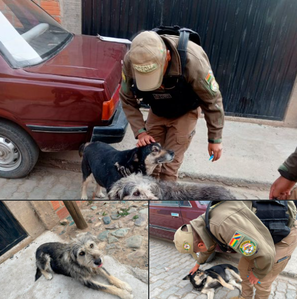 𝗥𝗘𝗦𝗖𝗔𝗧𝗔𝗠𝗢𝗦 𝗔 𝟮 𝗣𝗘𝗟𝗨𝗗𝗜𝗧𝗢𝗦 𝗤𝗨𝗘 𝗙𝗨𝗘𝗥𝗢𝗡 𝗔𝗕𝗔𝗡𝗗𝗢𝗡𝗔𝗗𝗢𝗦 𝗘𝗡 𝗟𝗔 𝗭𝗢𝗡𝗔 𝗘𝗟 𝗞𝗘𝗡𝗞𝗢
